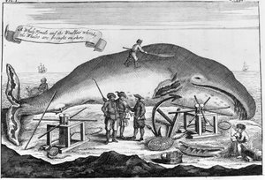 Cachalote: em terra, o cachalote é limpo... Gravura destacada de um livro do início do século XVIII de Unknown artist