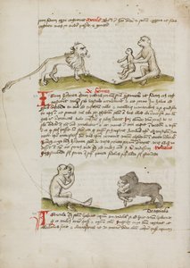 Um leão com um macaco e a sua cria; Um macaco; Um urso a comer um macaco jovem