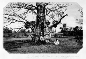 A árvore baobá no jardim das toranjas, Maurício - em "Souvenir de l