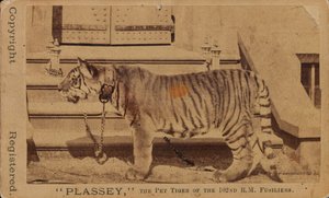 Plassey, o tigre de estimação dos Royal Madras Fusiliers de Unknown photographer