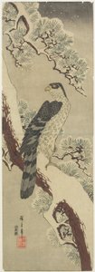 (Hawk on Pine Branch, Winter), início do século XIX