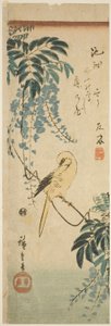Canário e glicínias de Utagawa Hiroshige