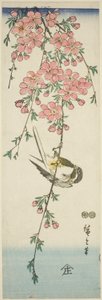Grande chapim e flores de cerejeira de Utagawa Hiroshige