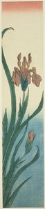 Íris de Utagawa Hiroshige