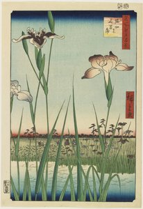 Iris Garden at Horikiri, maio de 1857