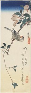 Java Sparrow e Magnolia, 1834-1839