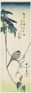 Java Sparrow e Morning Glories, 1834-1839