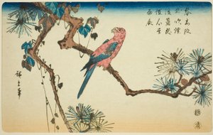 Arara em galho de pinheiro de Utagawa Hiroshige