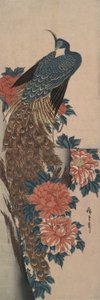 Pavão e Peacock de Utagawa Hiroshige