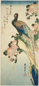 Faisão e crisântemos de Utagawa Hiroshige