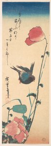 Mohn und Spatz