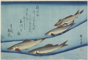 Sweetfish, 1832-1833
