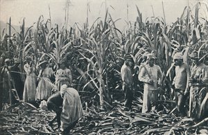Uma plantação de cana-de-açúcar, 1916