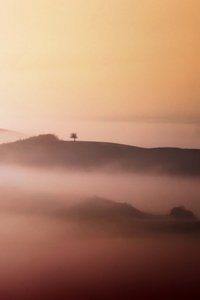 Lone Tree Golden Mist de Vanja Tajnsek