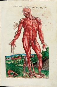 Primeiro mapa de músculos, de "The Human Body fabrica" de Andreas Vesalius