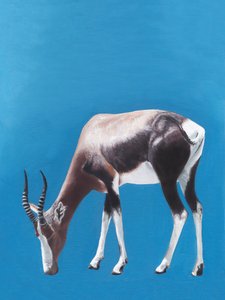 Blesbok africano a pastar