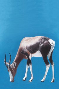 Blesbok a pastar no azul
