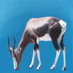 Bontebok contra o Blue