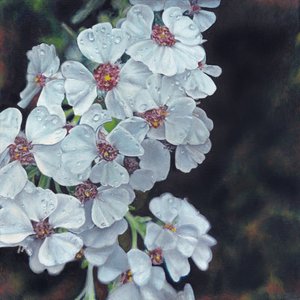 Flores brancas beijadas pelo orvalho de Viccy Wanliss