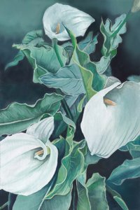 Callas elegantes
