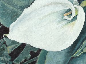 Elegante flor de cala