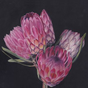 Proteas rosa exóticas de Viccy Wanliss