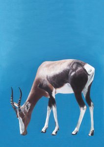 Antílope blesbok a pastar