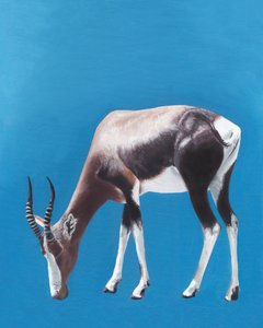 Antílope bontebok a pastar
