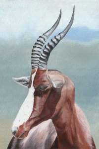 O majestoso antílope blesbok