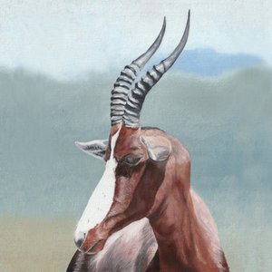 Retrato Majestoso do Blesbok