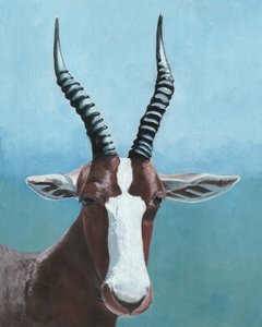 O olhar do blesbok pintado
