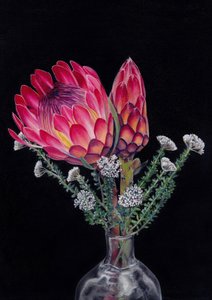 Protea e Blombos, de Viccy Wanliss de Viccy Wanliss
