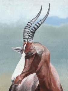 Retrato de um blesbok sereno