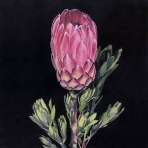 Protea rosa deslumbrante de Viccy Wanliss
