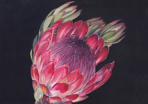 Protea-real vibrante