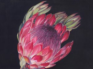 Protea-real vibrante