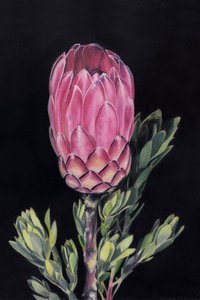 Protea Rosa Vibrante