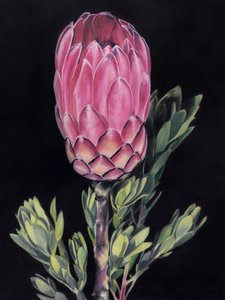 Protea Rosa Intensa de Viccy Wanliss