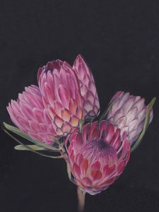 Proteas rosa vibrante