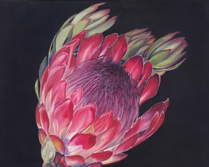 Flor de protea vibrante