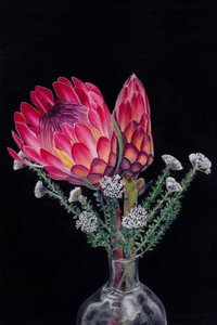 Flores de protea em plena floração