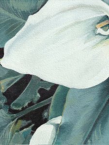 Flor de cala branca