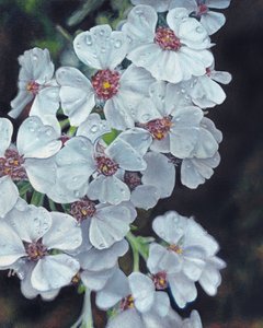 Gotas de orvalho nas flores brancas