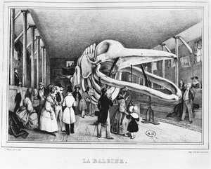 A baleia no Museu de História Natural de Paris, c.1840 de Victor Adam