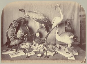 Pl. XIII. Aves