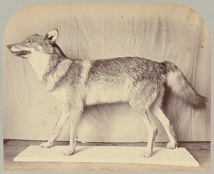 Pl. XII. Lobo Europeu de Victor Prevost, Gaston L. Feuardent and Co., New York