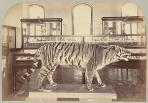 Pl. XI. Bengal Tiger
