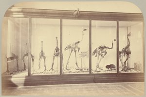 Pl. XV. Aves Fósseis: Nova Zelândia de Victor Prevost, Gaston L. Feuardent and Co., New York