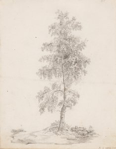 Bétula