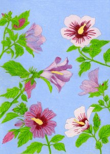 Flores de hibisco em flor